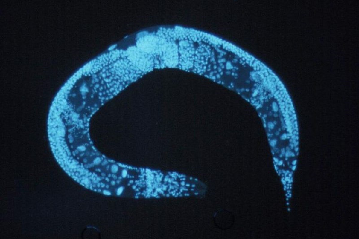 Nicienie, Caenorhabditis elegans, National Human Genome Research Institute, Wikimedia Commons